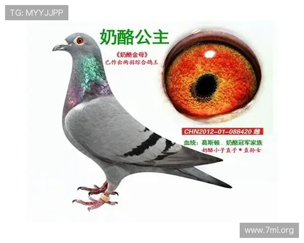 掌握AG国际的网址更新动态：第一时间掌握官网最新入口信息